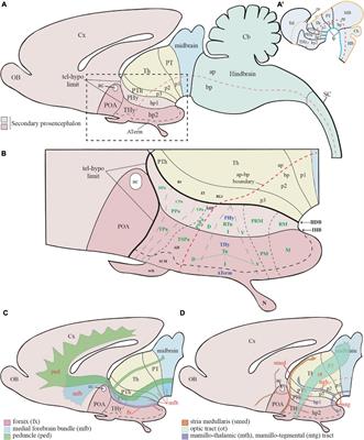 Prosomeric Hypothalamic Distribution of Tyrosine Hydroxylase Positive Cells in Adolescent Rats